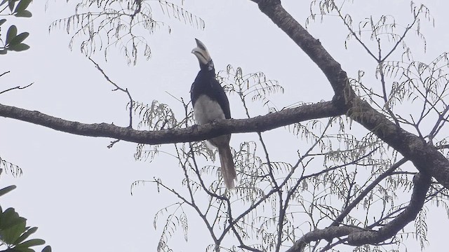 orienthornfugl - ML632754975