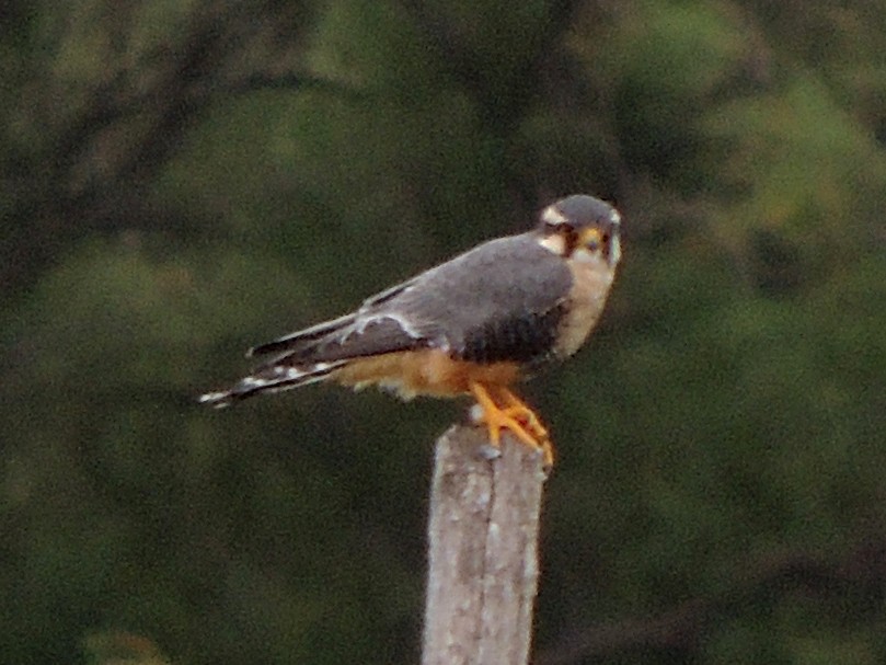 Aplomado Falcon - ML632754996