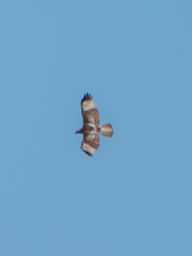 Rough-legged Hawk - ML632755020