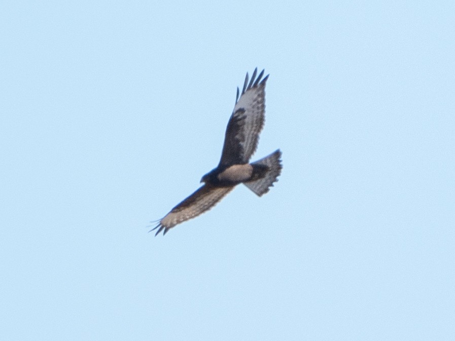 Rough-legged Hawk - ML632755023