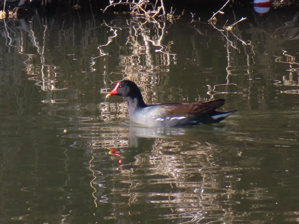 Amerikateichhuhn - ML632755105