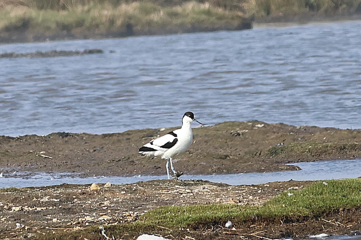 Avocette élégante - ML632755130