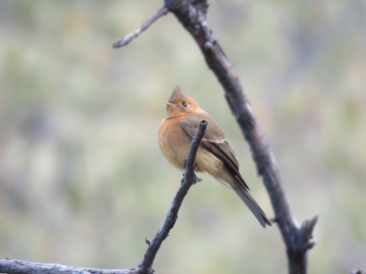 Tufted Flycatcher (Mexican) - ML632755160