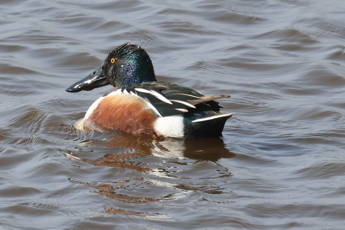 Canard souchet - ML632755209