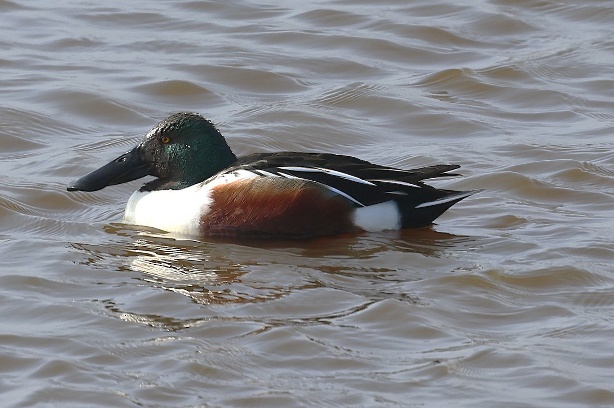 Canard souchet - ML632755211