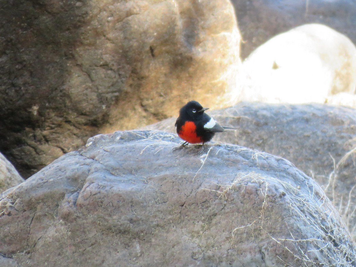 Painted Redstart - ML632755228