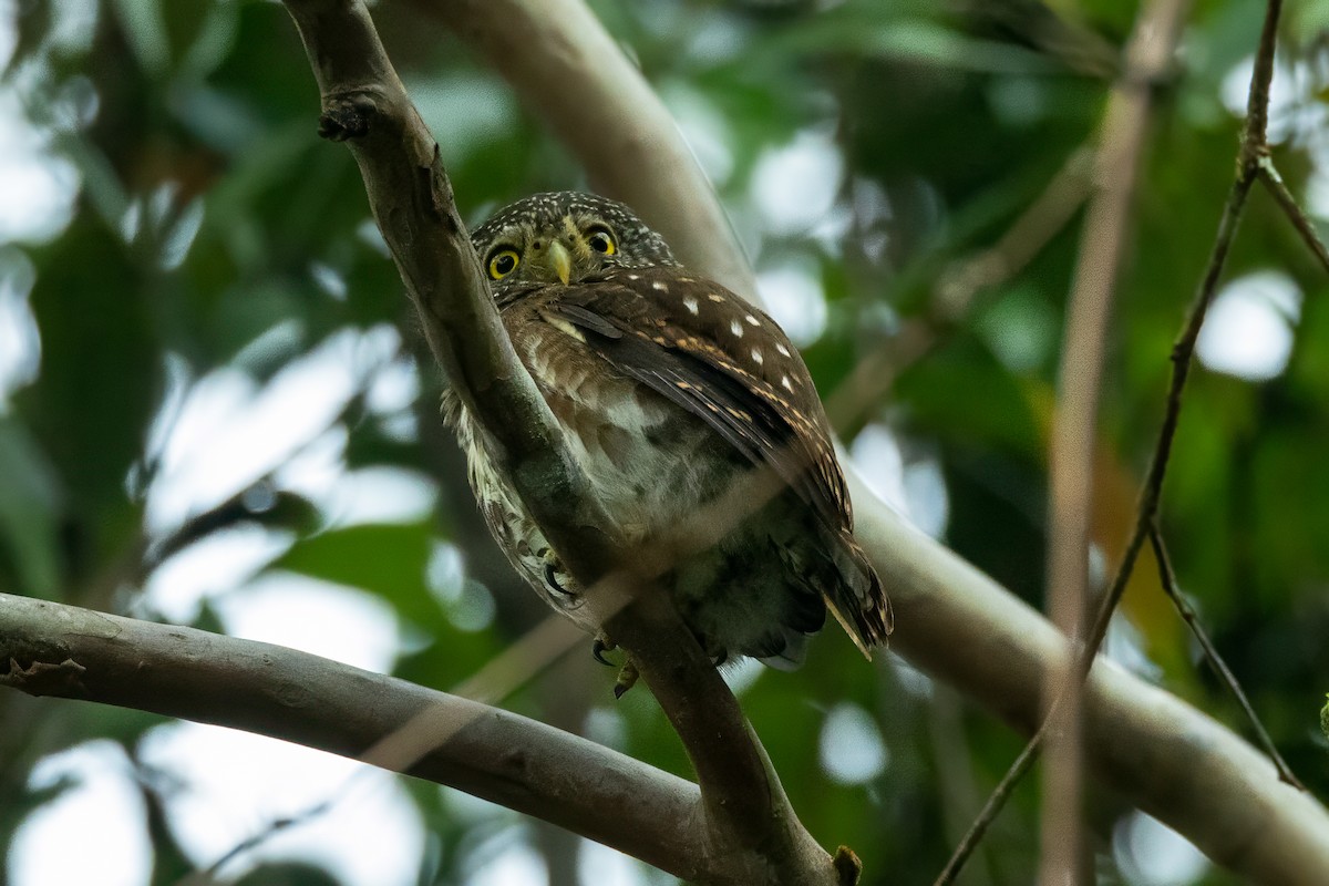 Sunda Owlet - ML632755231
