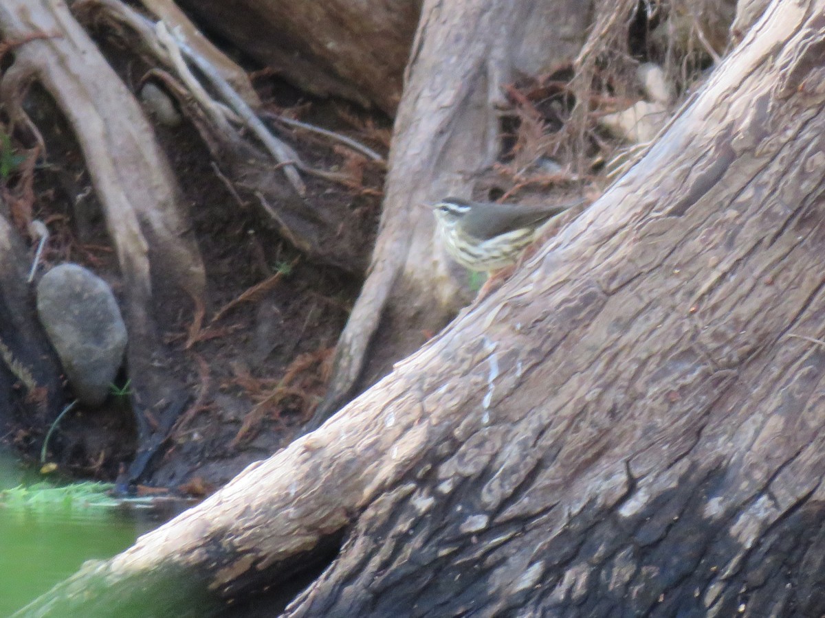 Louisiana Waterthrush - ML632755297