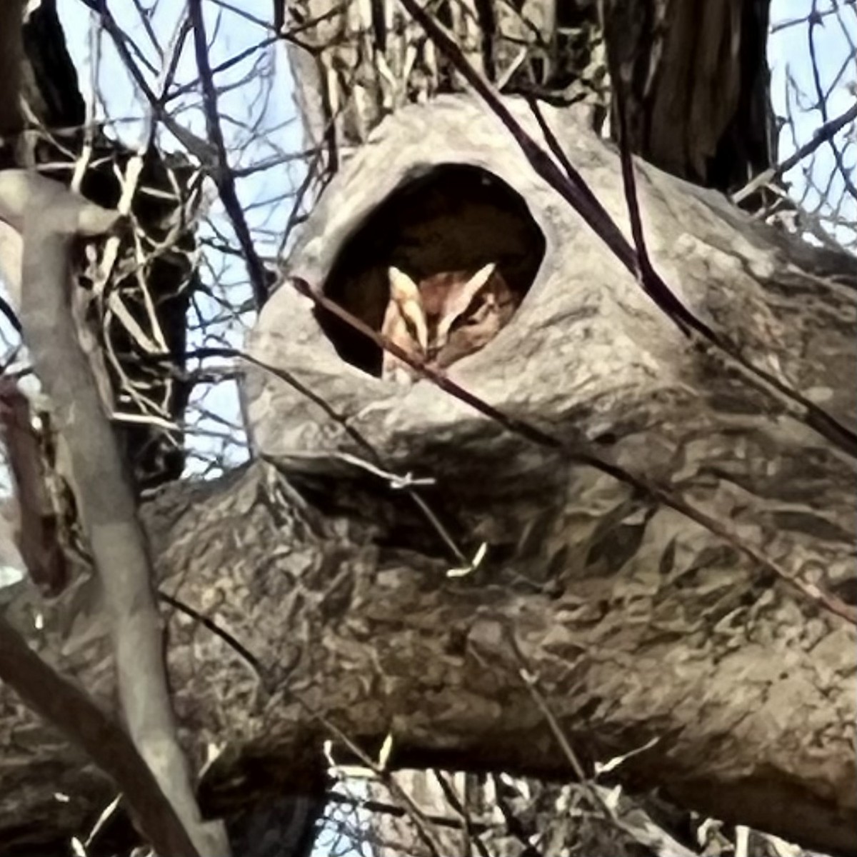 Eastern Screech-Owl - ML632755328