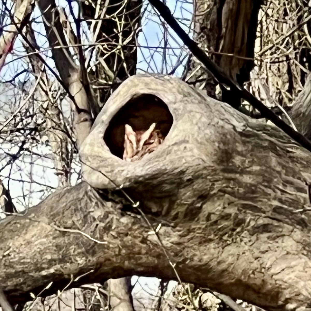 Eastern Screech-Owl - ML632755329