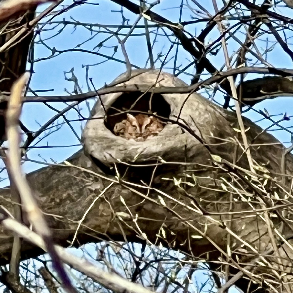 Eastern Screech-Owl - ML632755330