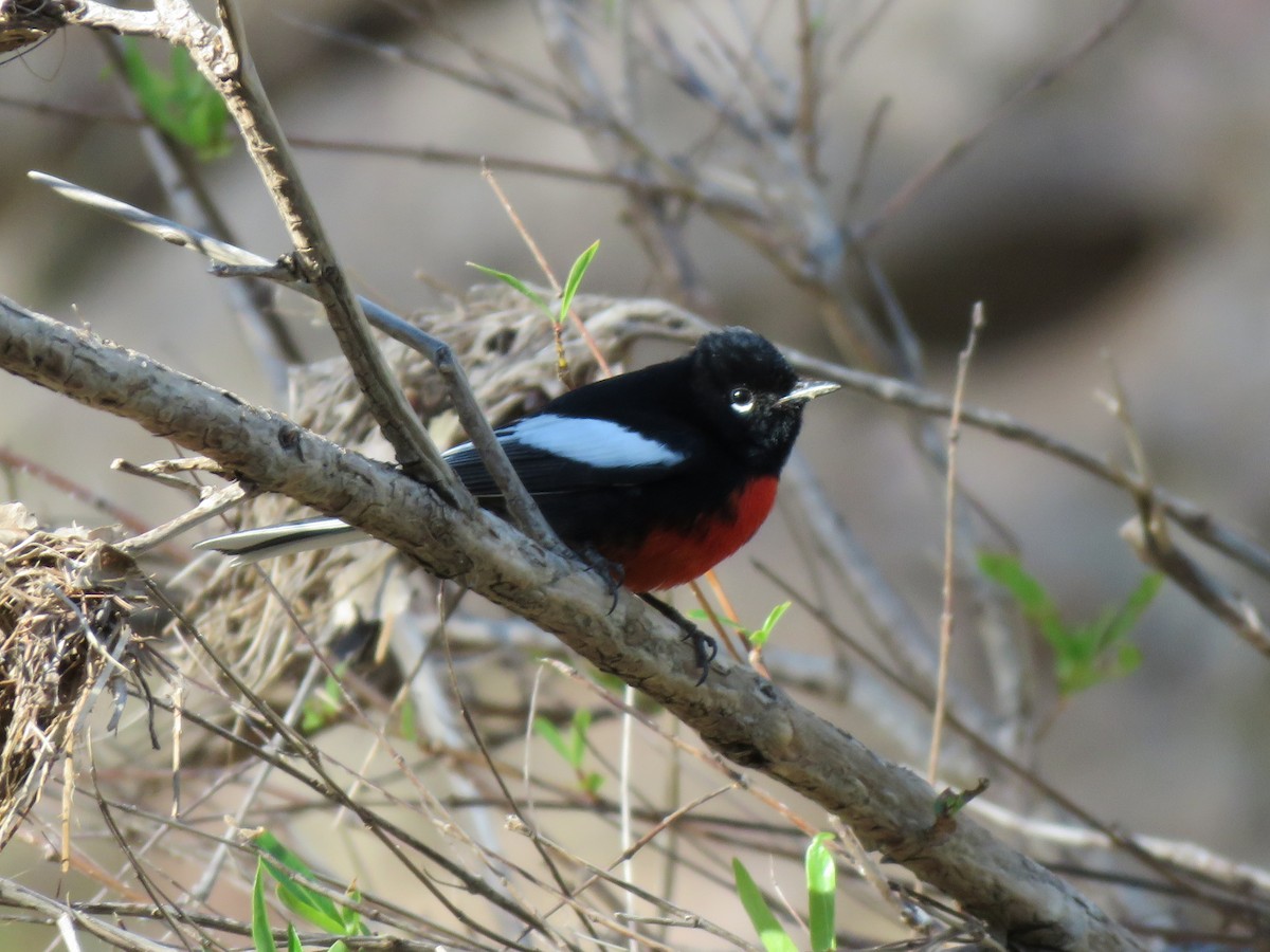 Painted Redstart - ML632755392