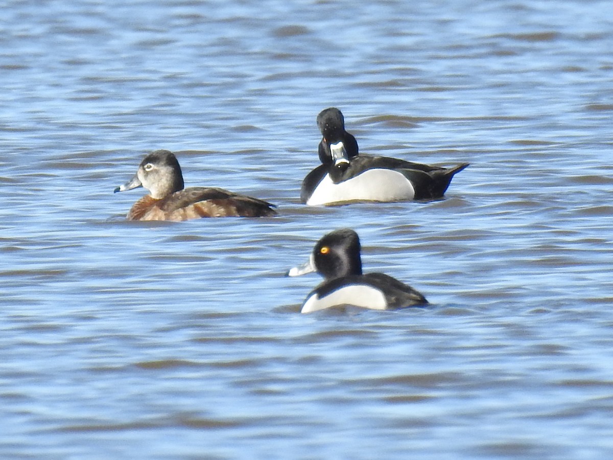 Ring-necked Duck - ML632755504