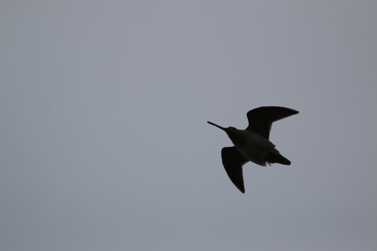 Wilson's Snipe - ML632755859
