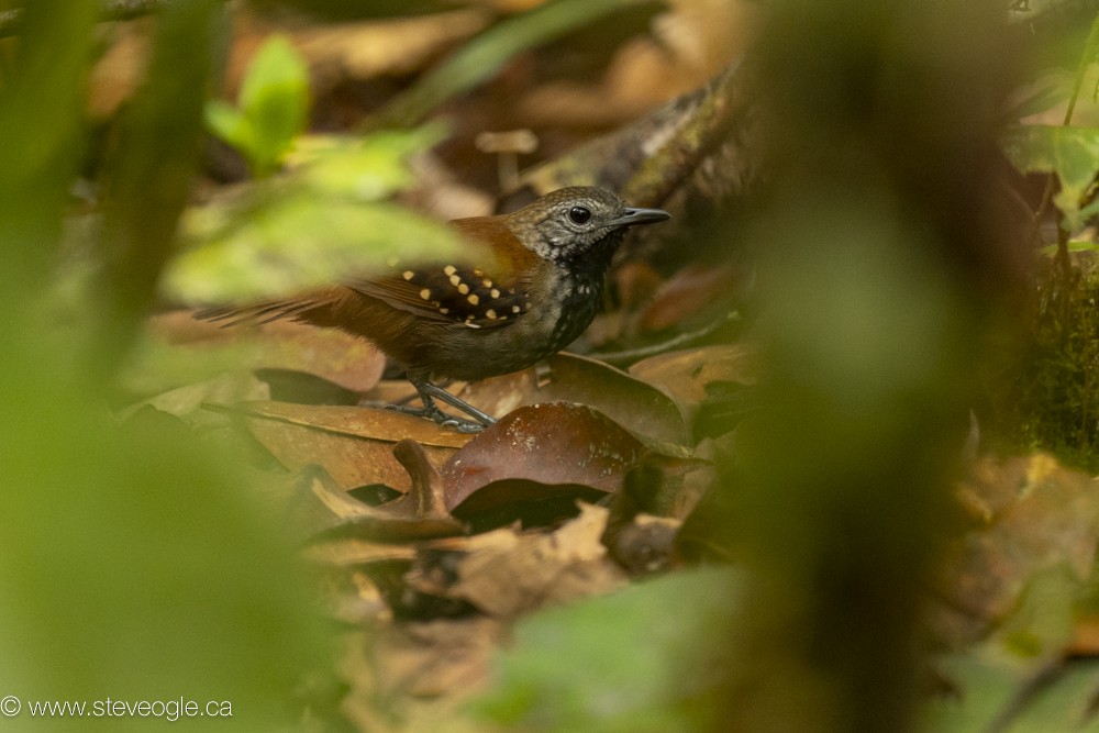 Gray-bellied Antbird - ML632756068