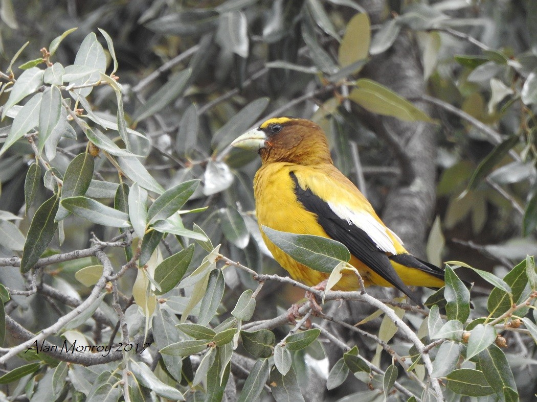 Evening Grosbeak - Alan  Monroy-Ojeda