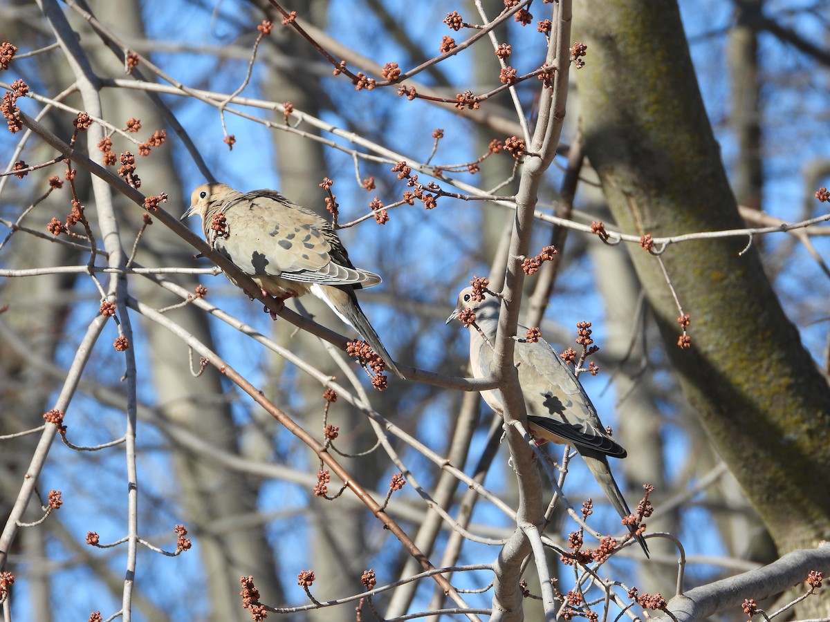 Mourning Dove - ML632756223