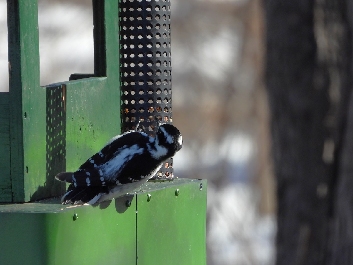Hairy Woodpecker - ML632756241