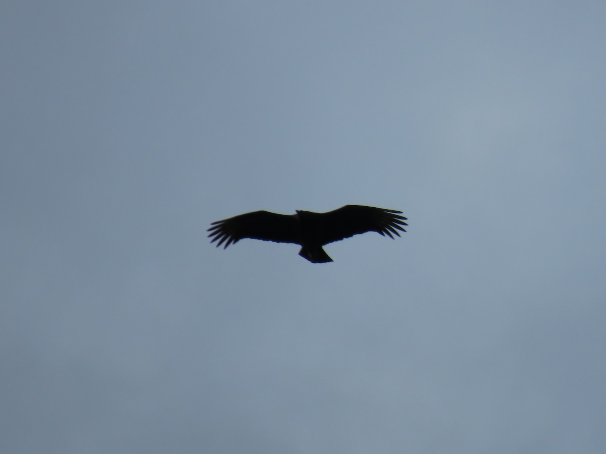 Black Vulture - ML632756302
