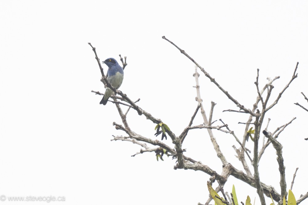 White-bellied Dacnis - ML632756408