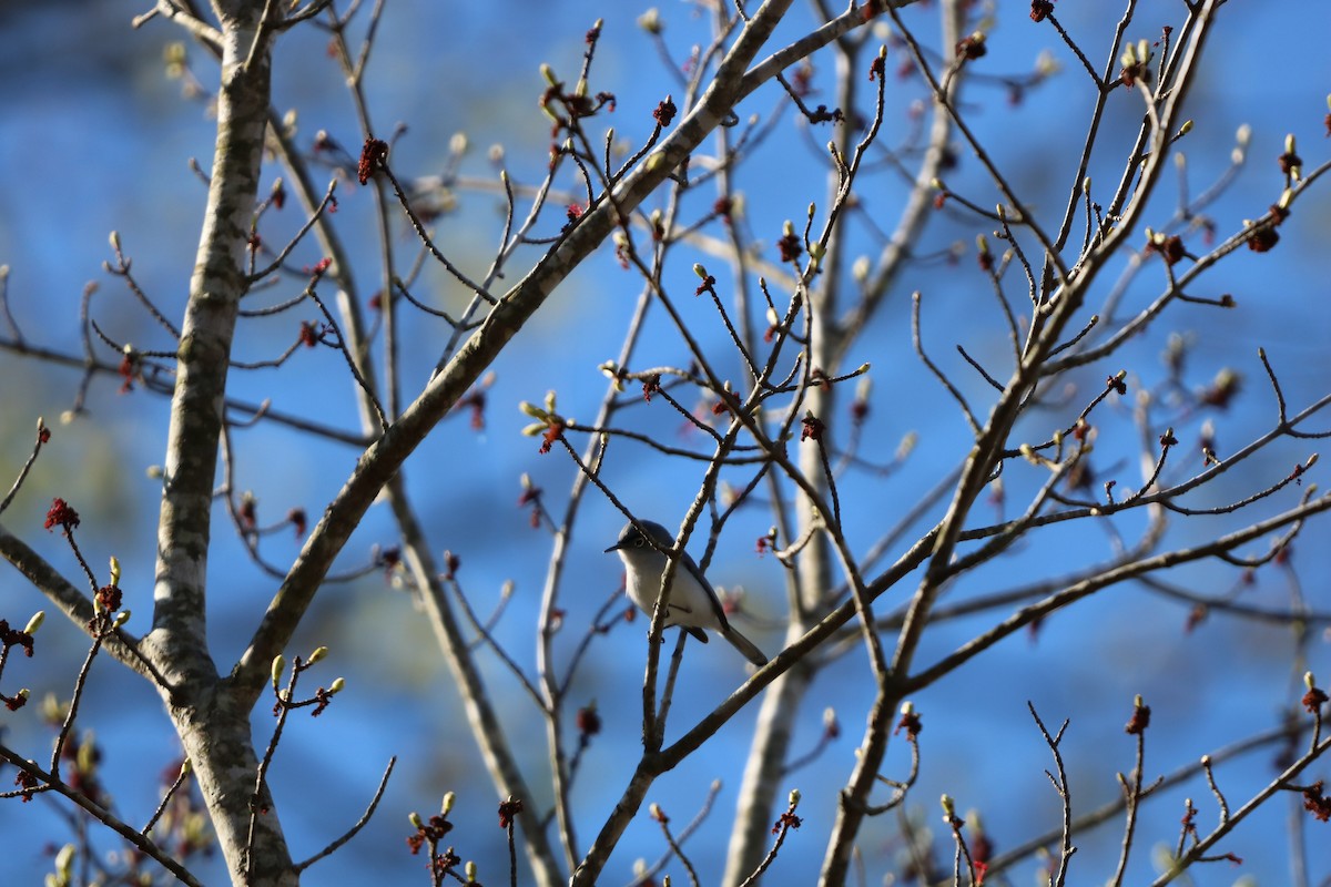 Blue-gray Gnatcatcher - ML632756456