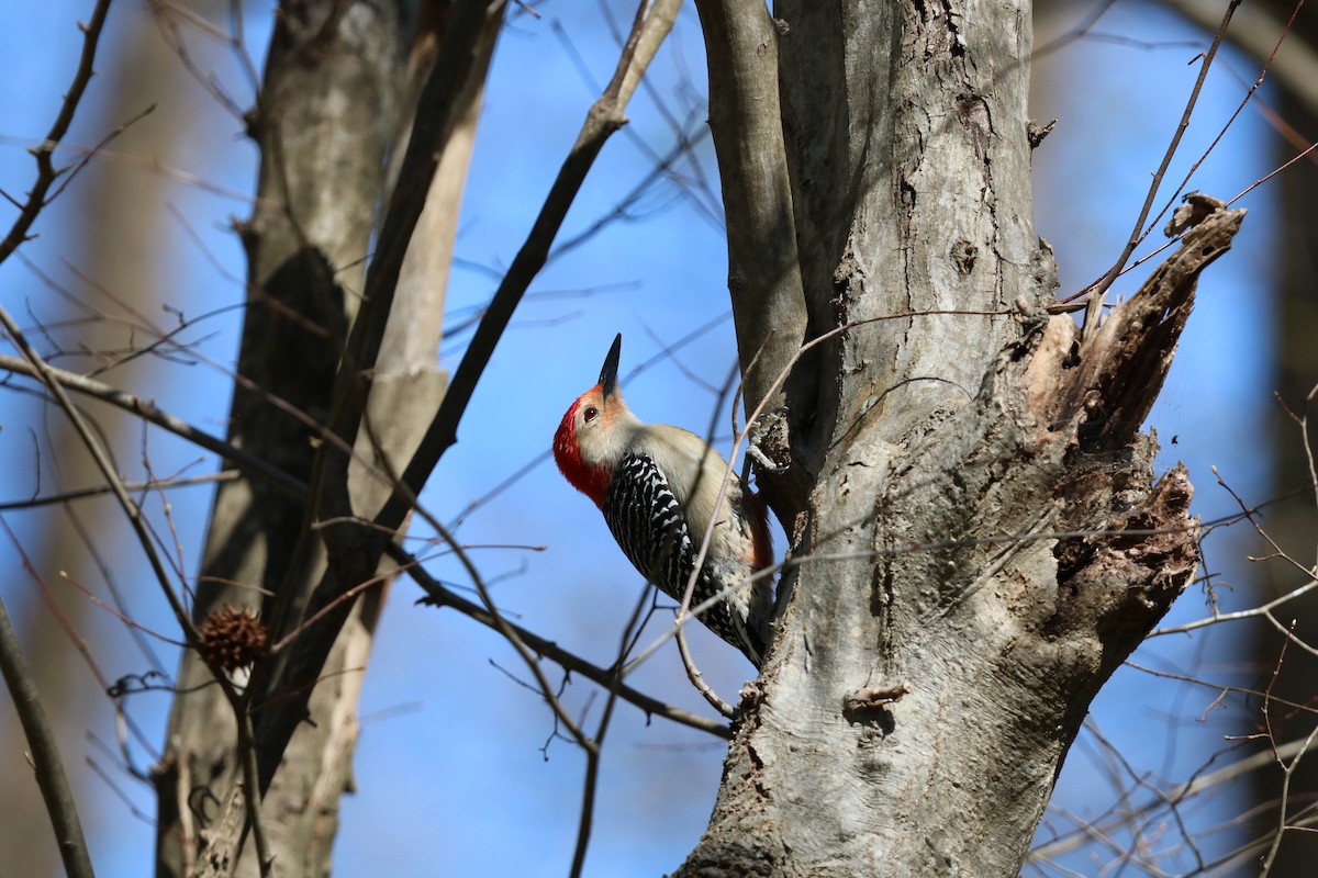 Red-bellied Woodpecker - ML632756473