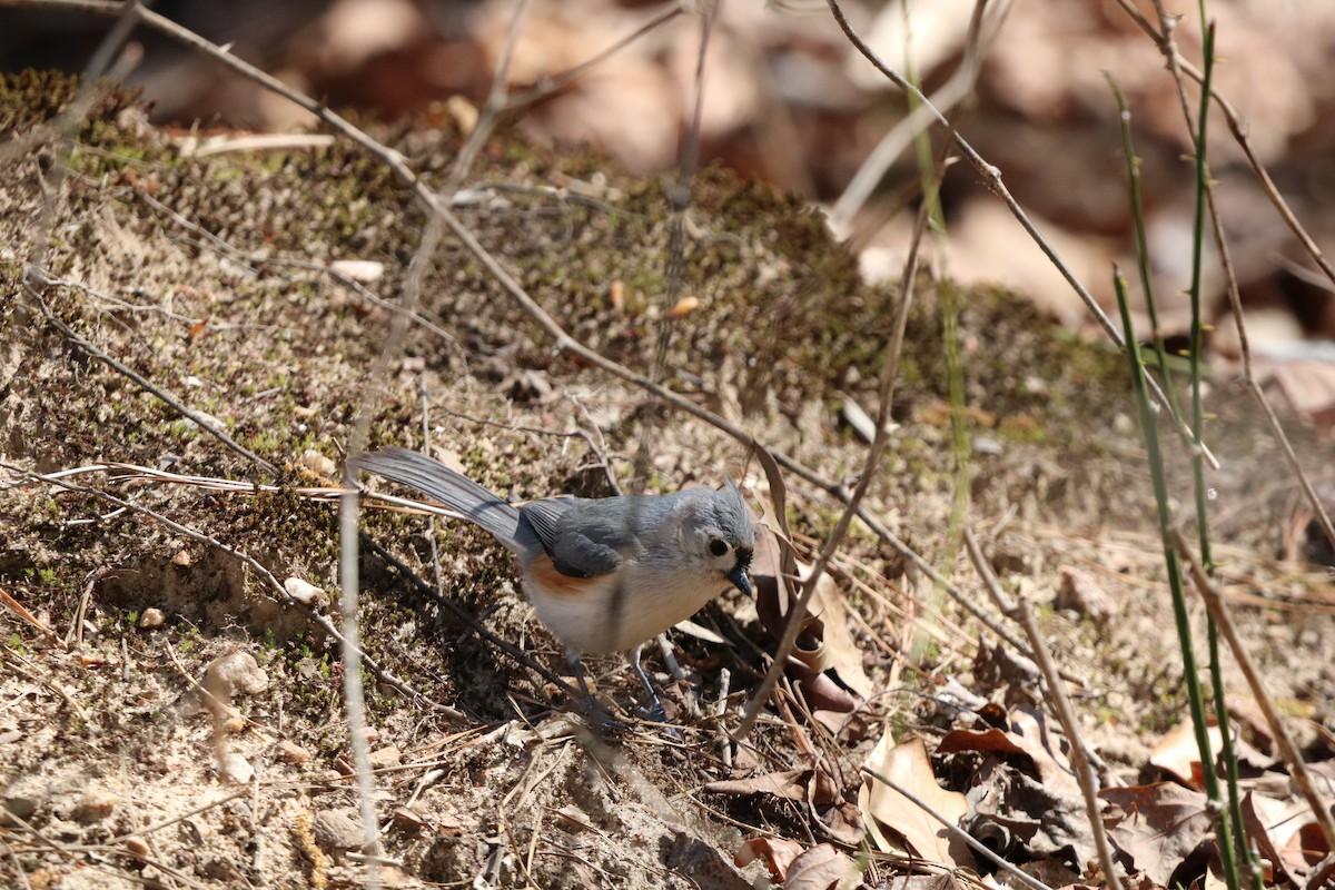 Tufted Titmouse - ML632756518
