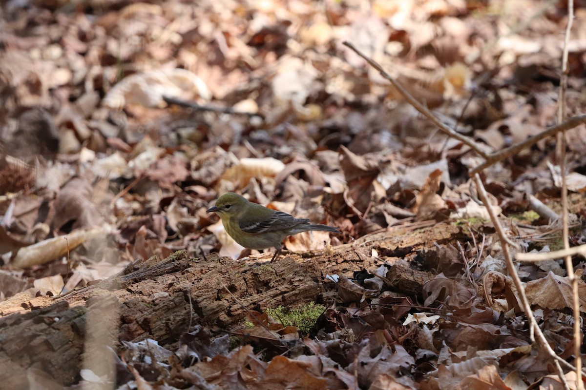 Pine Warbler - ML632756562