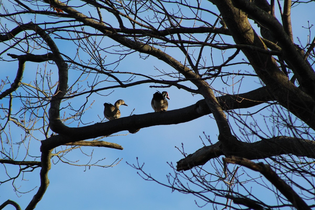 Wood Duck - ML632756708