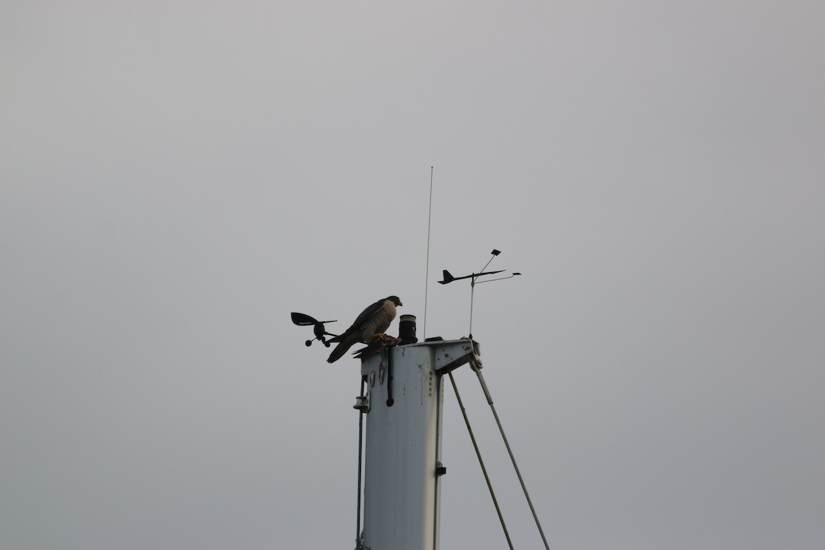 Peregrine Falcon - ML632756753