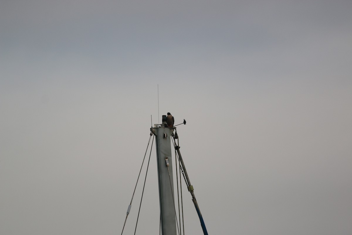 Peregrine Falcon - ML632756767