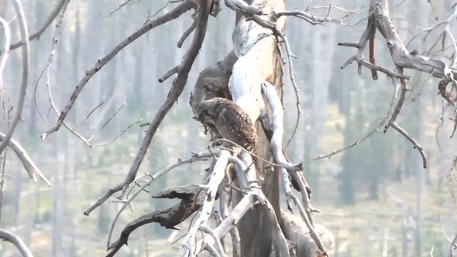 Харсуун ууль - ML632756834