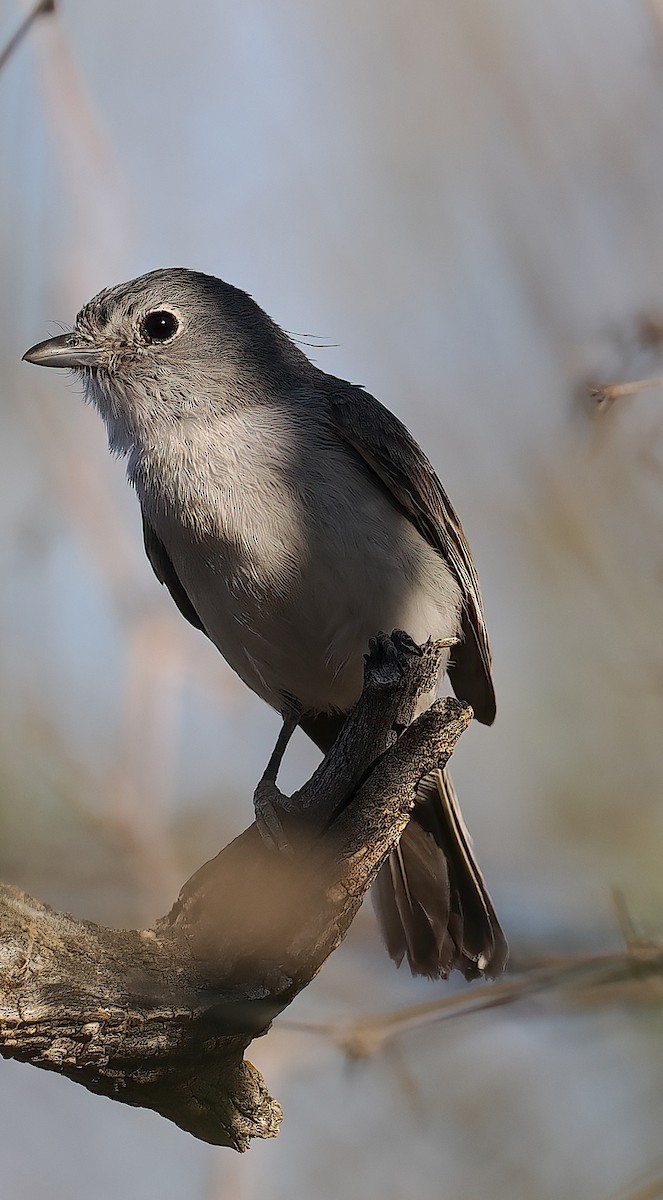 Gray Vireo - ML632756836