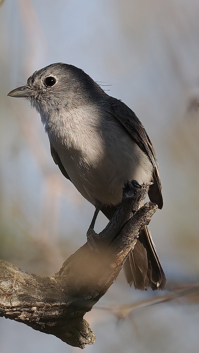Gray Vireo - ML632756837