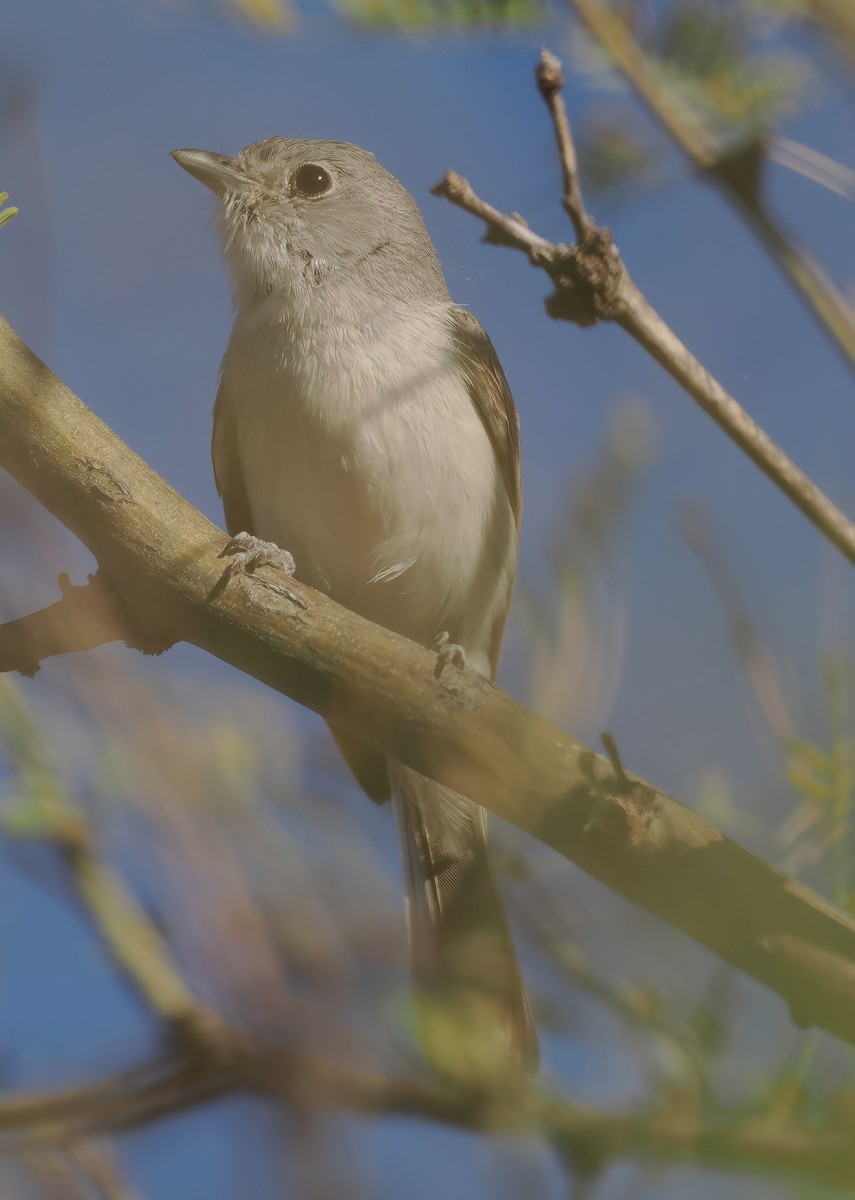 Gray Vireo - ML632756838