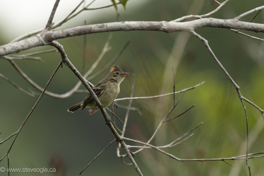 Rufous-crowned Elaenia - ML632757147