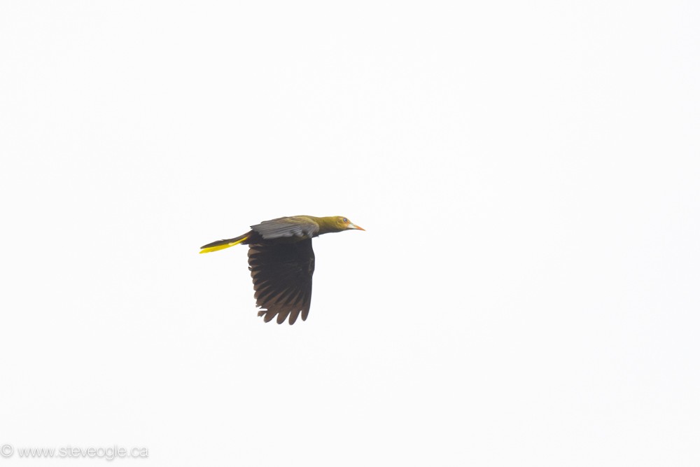 Green Oropendola - ML632757152