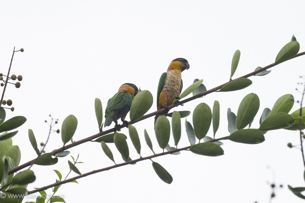 Black-headed Parrot - ML632757161