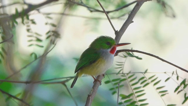 Puerto Rican Tody - ML632757164