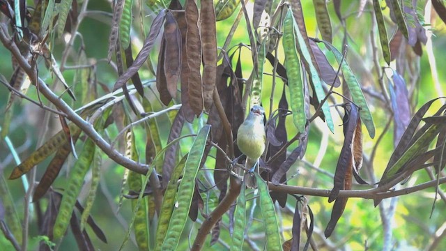 Puerto Rican Vireo - ML632757172