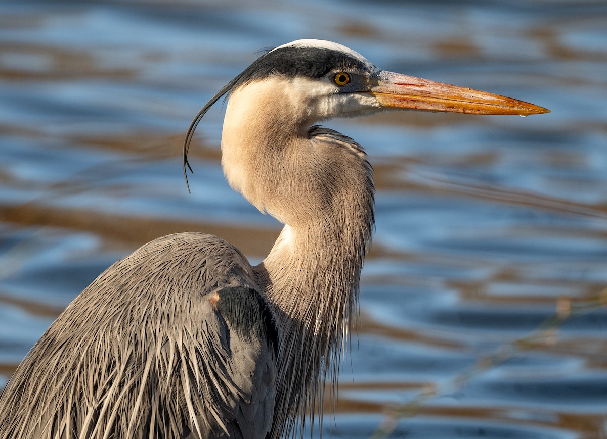 Great Blue Heron - ML632757177