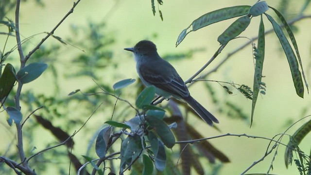 Puerto Rican Flycatcher - ML632757178