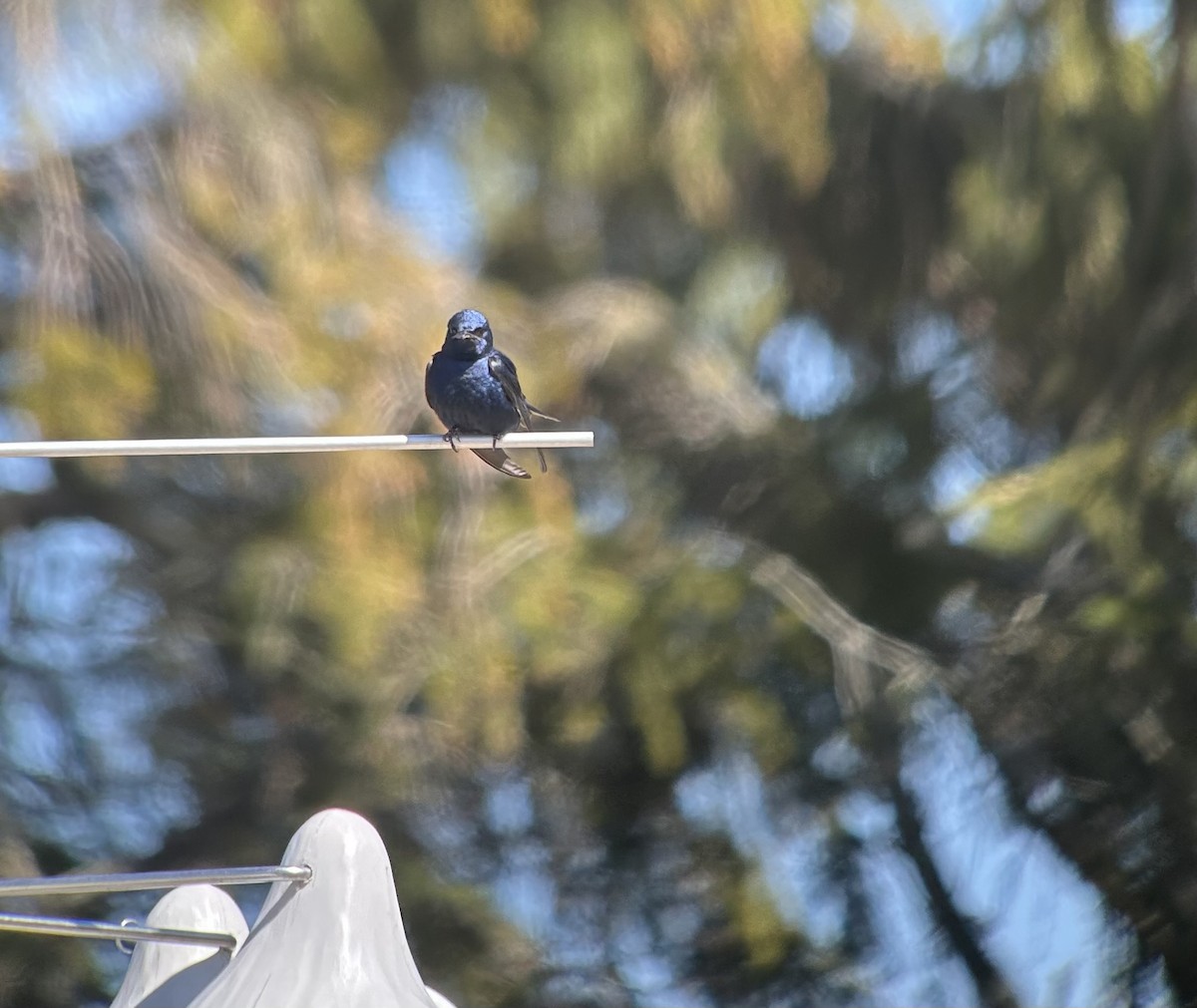 jiřička modrolesklá - ML632757184