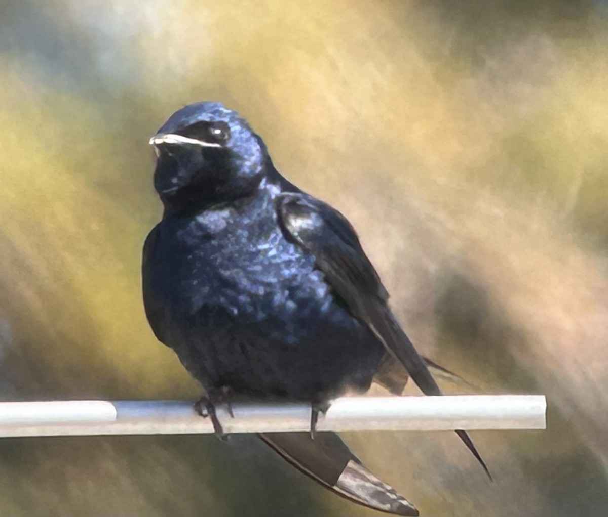 jiřička modrolesklá - ML632757185