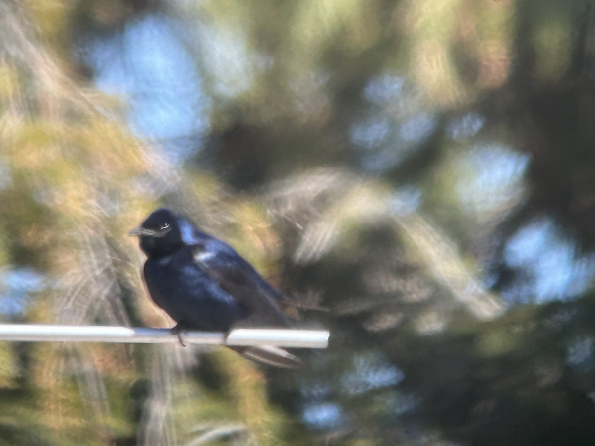 jiřička modrolesklá - ML632757186