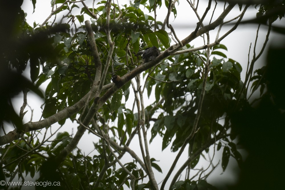 Brown-banded Puffbird - ML632757192