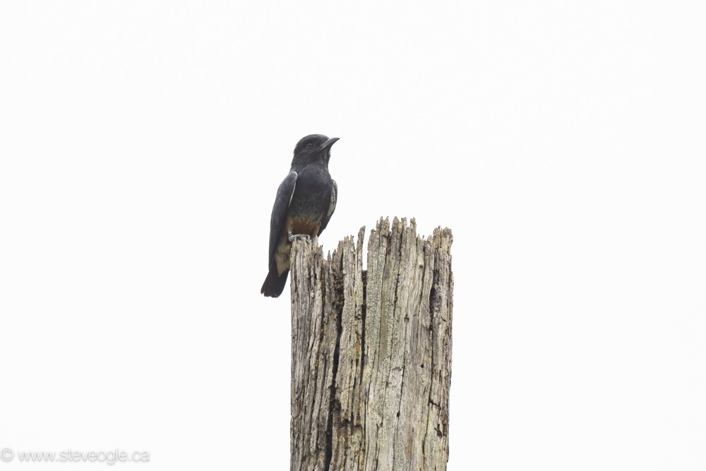 Swallow-winged Puffbird - ML632757193