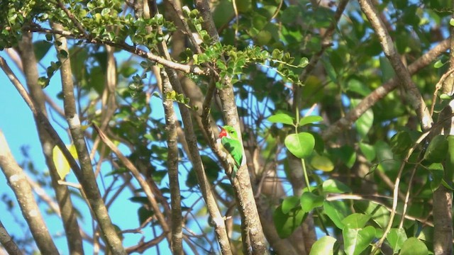 Puerto Rican Tody - ML632757211