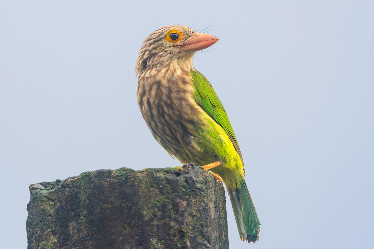 Lineated Barbet - ML632757225