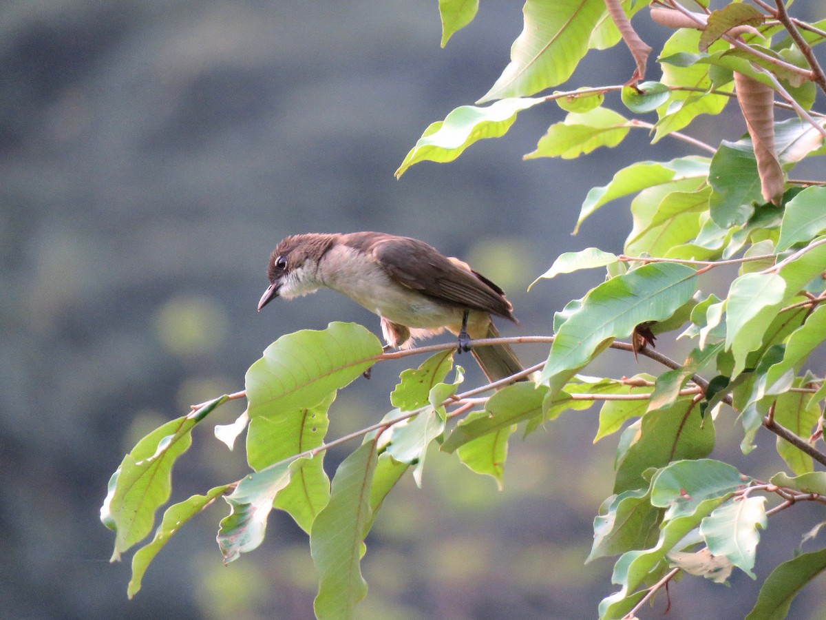 Simple Greenbul - ML632757258